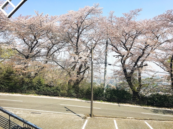 桜　5分散り