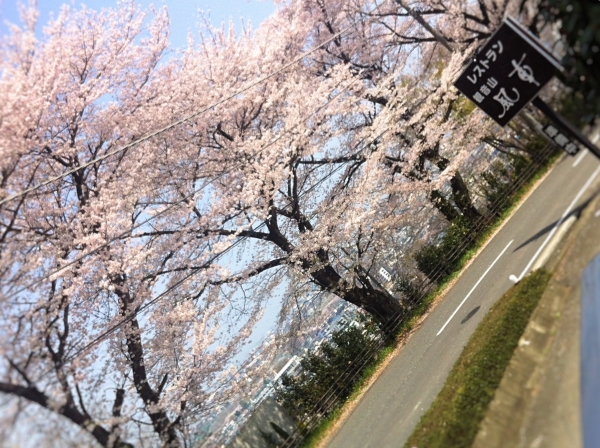 桜イメージ　過去画像